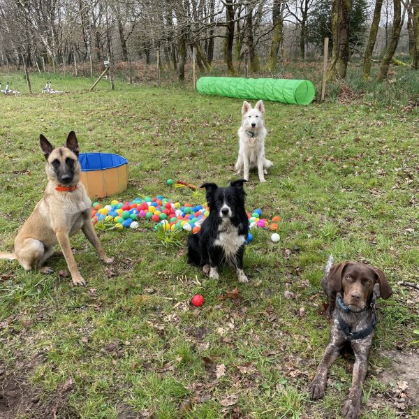 garderie pour chiens