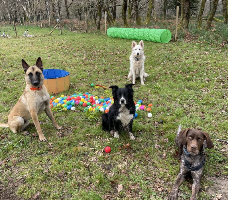 garderie pour chiens