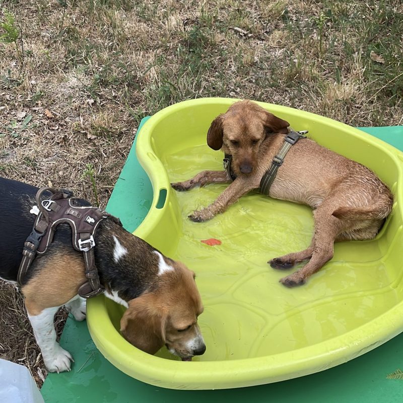 piscine pour chiens