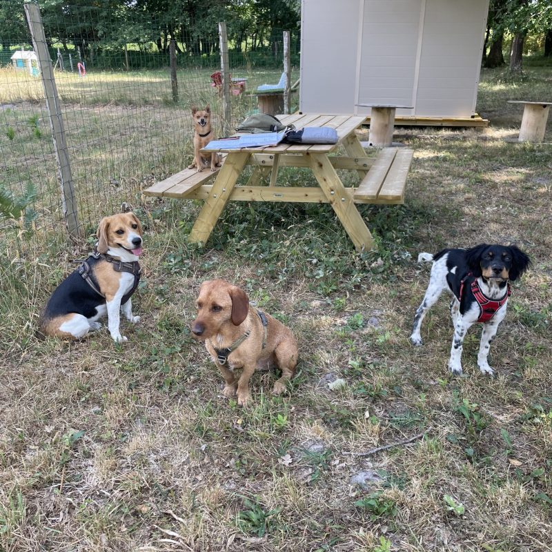 garderie pour chiens