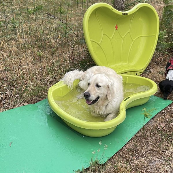 piscine pour chien