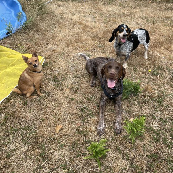 parc de loisirs pour chien