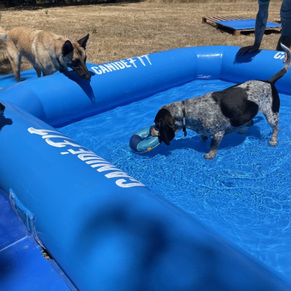 piscine pour chien
